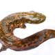 Illustration for article titled Meet the "Snot Otter," North America's Biggest Salamander